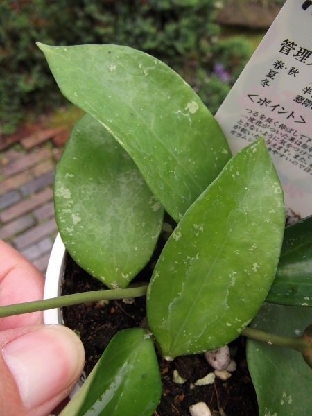 現物出品【ホヤ・ポティシィ スプラッシュ＊Hoya Pottsii】3.5号の画像4