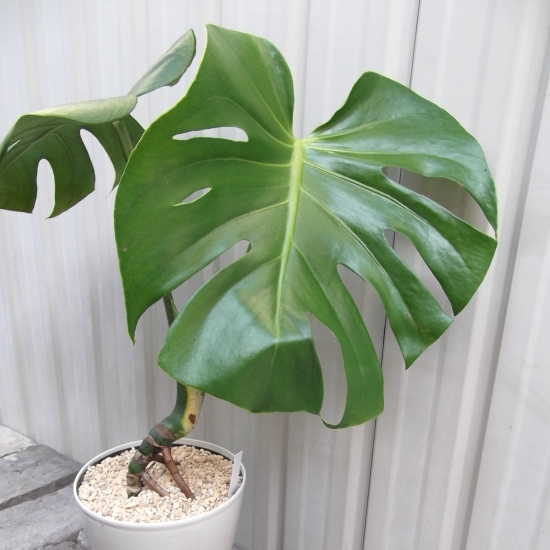 現物出品【モンステラ・デリシオサ 根上り＊Monstera deliciosa】５号の画像1