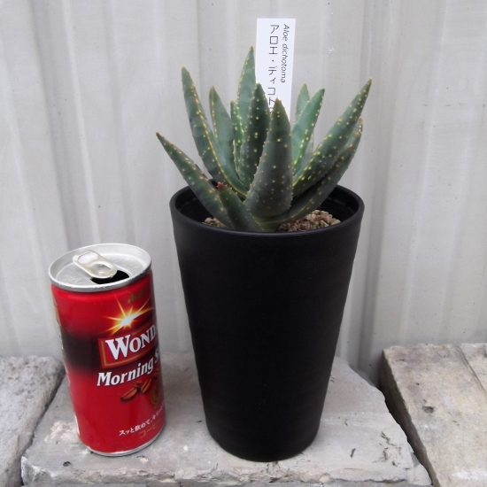 『アロエ・ディコトマ＊Aloe dichotoma』3.5号　写真同等品　複数あり_画像6