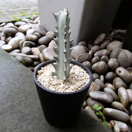 『ユーフォルビア・ホワイトゴースト＊Euphorbia lactea White Ghost』３号　写真同等品　複数あり_画像1