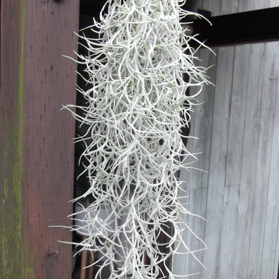 『チランジア・ウスネオイデス 太葉＊Tillandsia usneoides＊スパニッシュモス』Ｌ　写真同等品_画像1