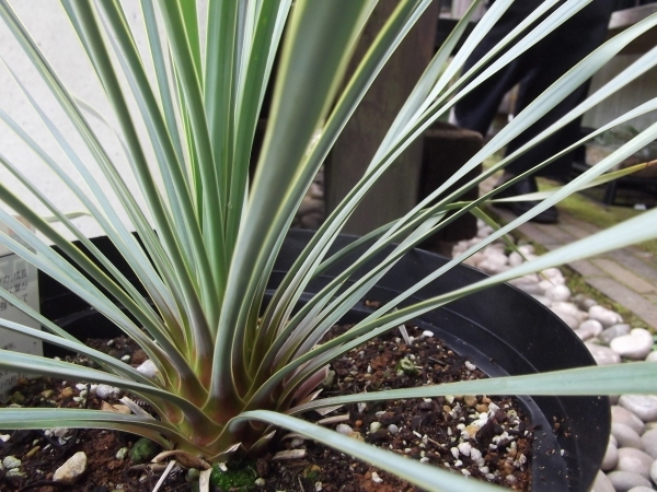 現物出品【ユッカ・ロストラータ＊Yucca rostrata】７号 の画像4