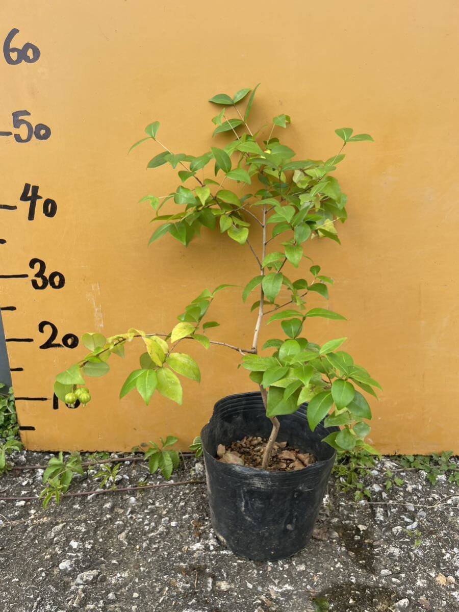 ピタンガ　優良品種　ラバー　接木苗　結実中　熱帯果樹_18センチポット