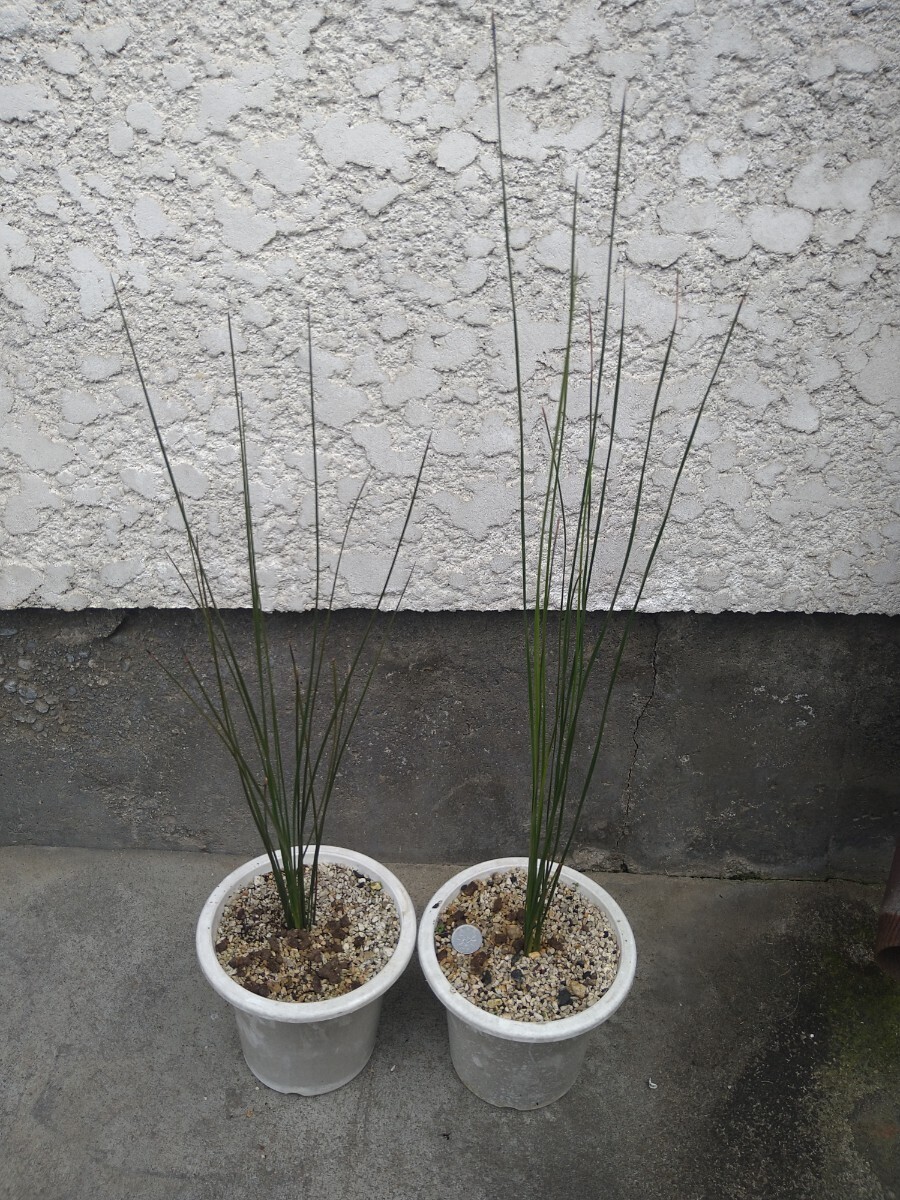 Xanthorrhoea glauca hybrid クサントロエア グラウカ ハイブリッド 2つセットの画像2