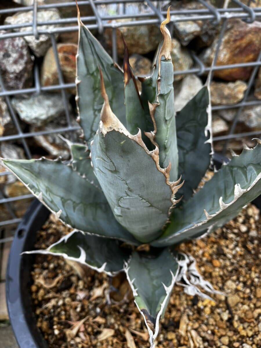 アガベ ホリダ　Agave horrida 子株　根塊　２_画像1