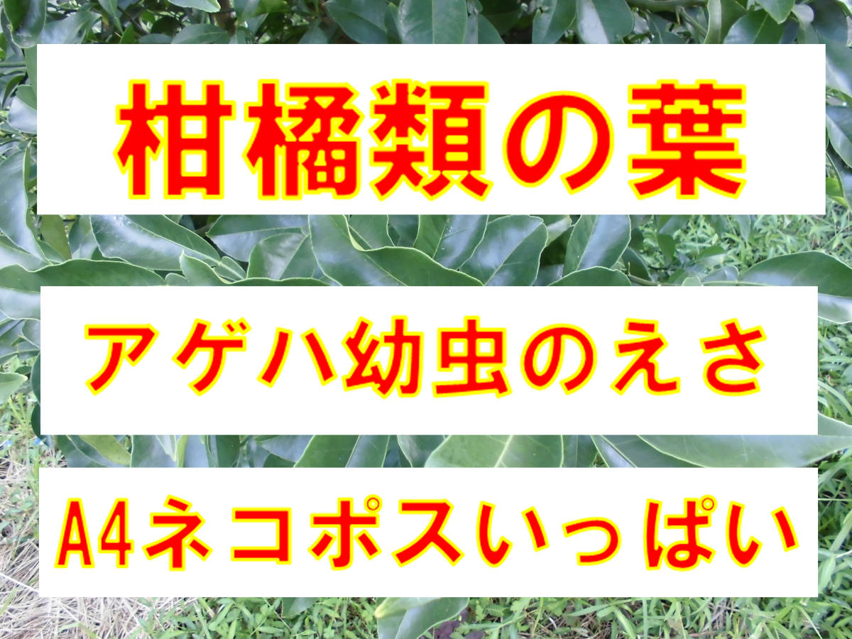 柑橘類の葉 A4ネコポス箱いっぱい アゲハチョウ 幼虫のえさ 24-2の画像1