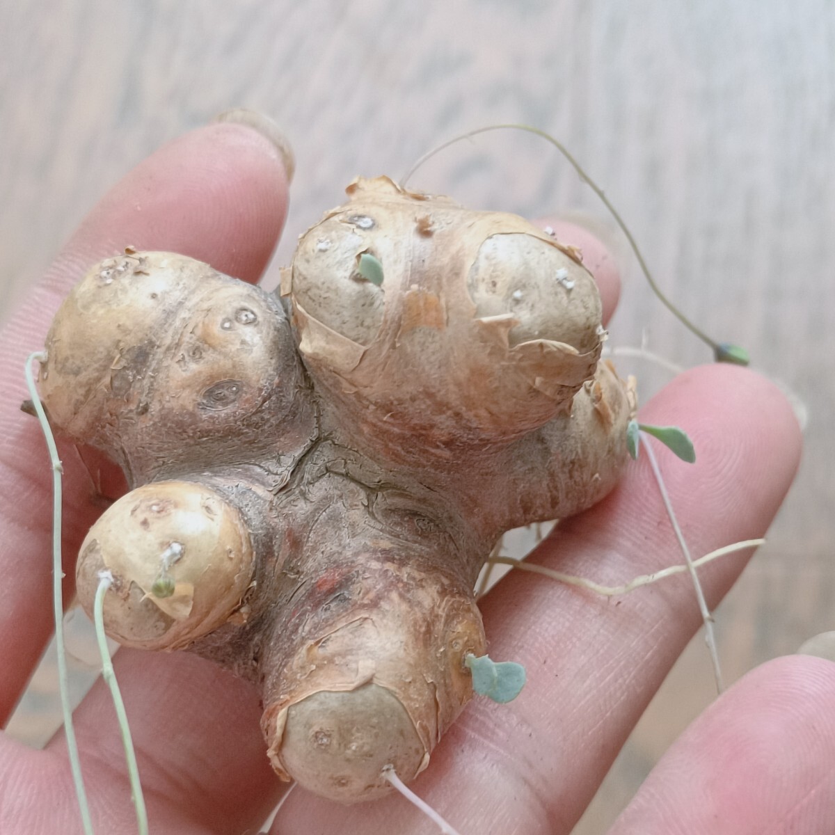 S94 珍奇塊根植物 貴重な希少種 オトンナ カカリオイデス 特選（現地株） の画像3