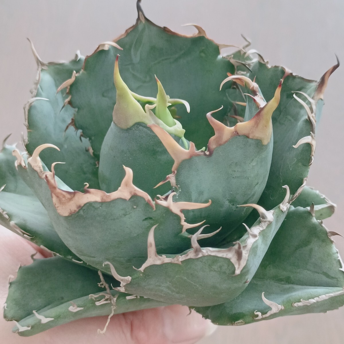 S311 特選 アガベ agave チタノタ 牡丹葉 白鯨 短葉強棘 丸葉 包葉 極上株の画像6