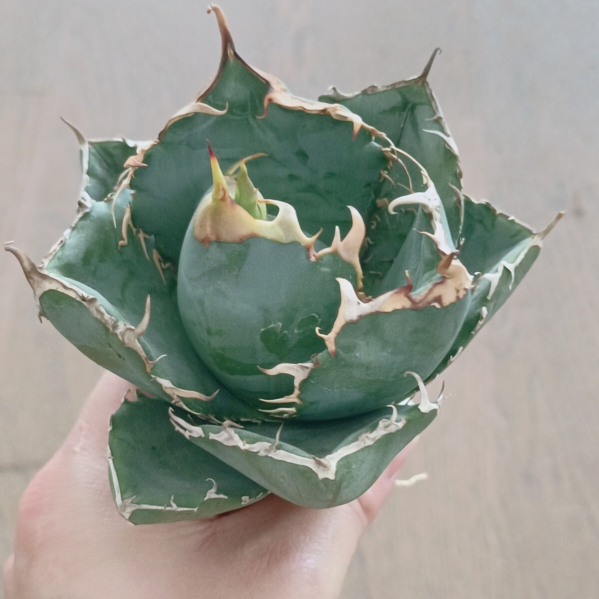 S322 特選 アガベ agave チタノタ 牡丹葉 白鯨 短葉強棘 丸葉 包葉 極上株_画像1