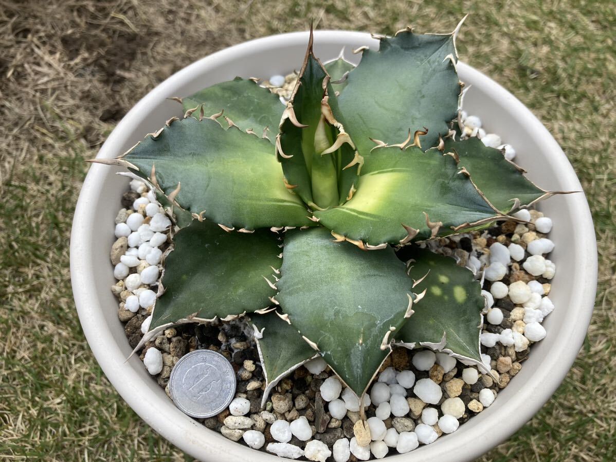  special selection agave succulent plant chitanota a little over . madness . short leaf thickness leaf finest quality beautiful stock disappears not season .