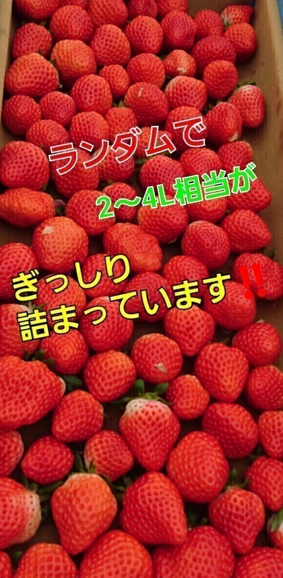 安い～☆プレミアム　ベリ～農園直送★最速お届け《約3～4L玉》絶対新鮮!まとめ買いお得！一番売れてます_画像2