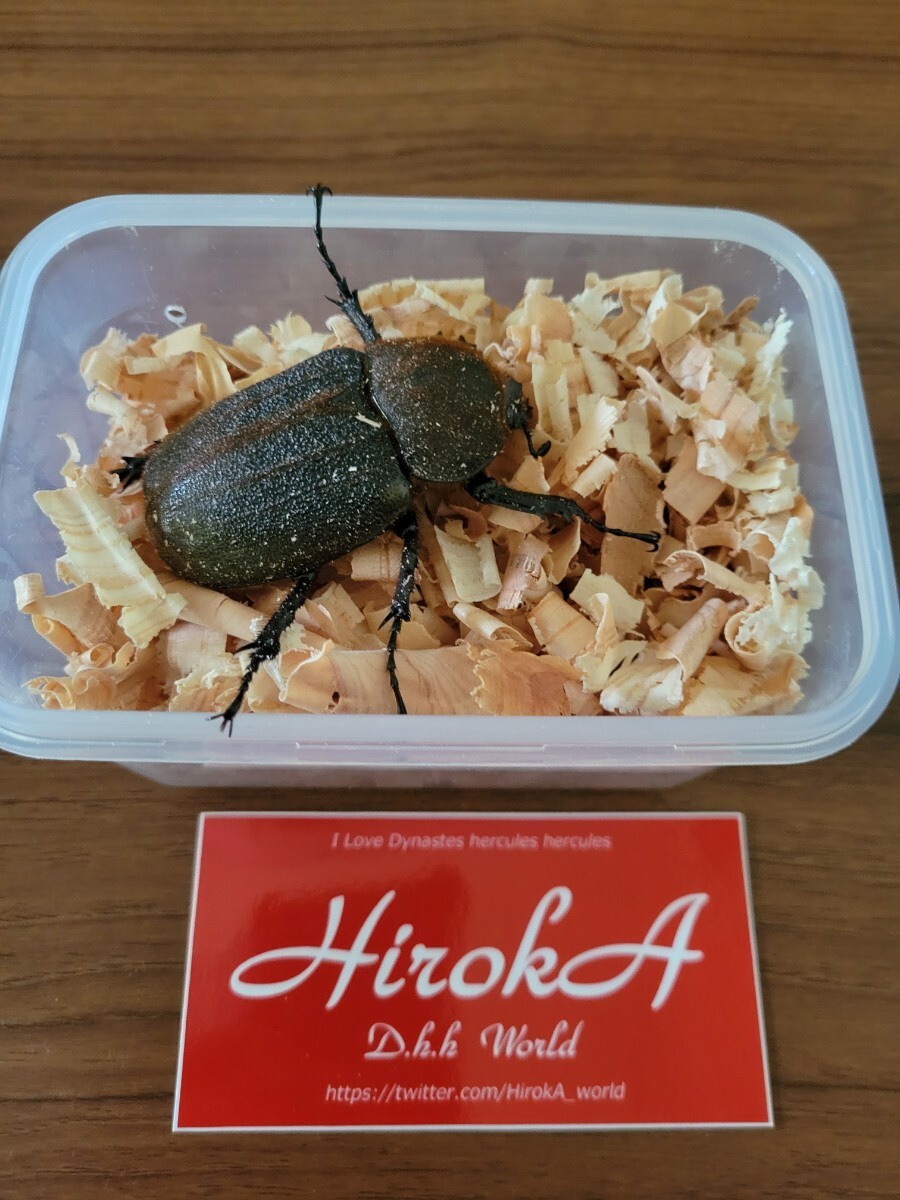 No.1　HirokA様　ヘラクレスオオカブト大型血統♀単品_画像5