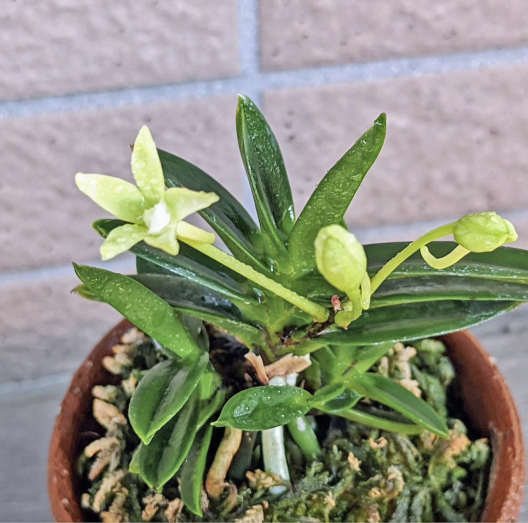 翠天宮（仮）豆葉の緑花 仔3本寄せ植え 豆葉の緑花 富貴蘭・フウランの画像1