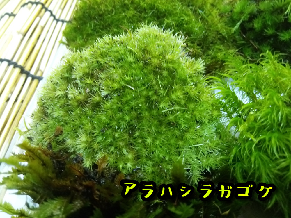 苔テラリウム初めての方へ　最適の苔１５種セット【飛騨苔の家】_画像8