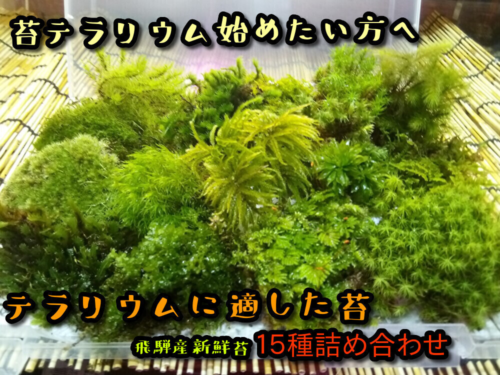 苔テラリウム初めての方へ　最適の苔１５種セット【飛騨苔の家】_画像1