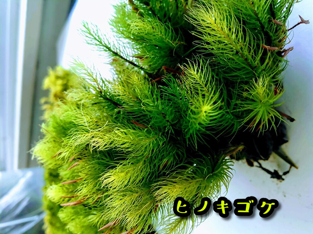 苔テラリウム初めての方へ　最適の苔１５種セット【飛騨苔の家】_画像6