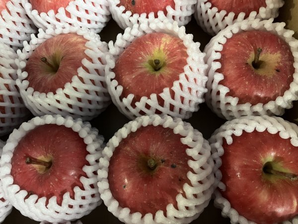  Aomori префектура производство яблоко [ иметь пакет ..] для бытового использования примерно 10kg [ прохладный рейс фрукты колпак CA. магазин ]②