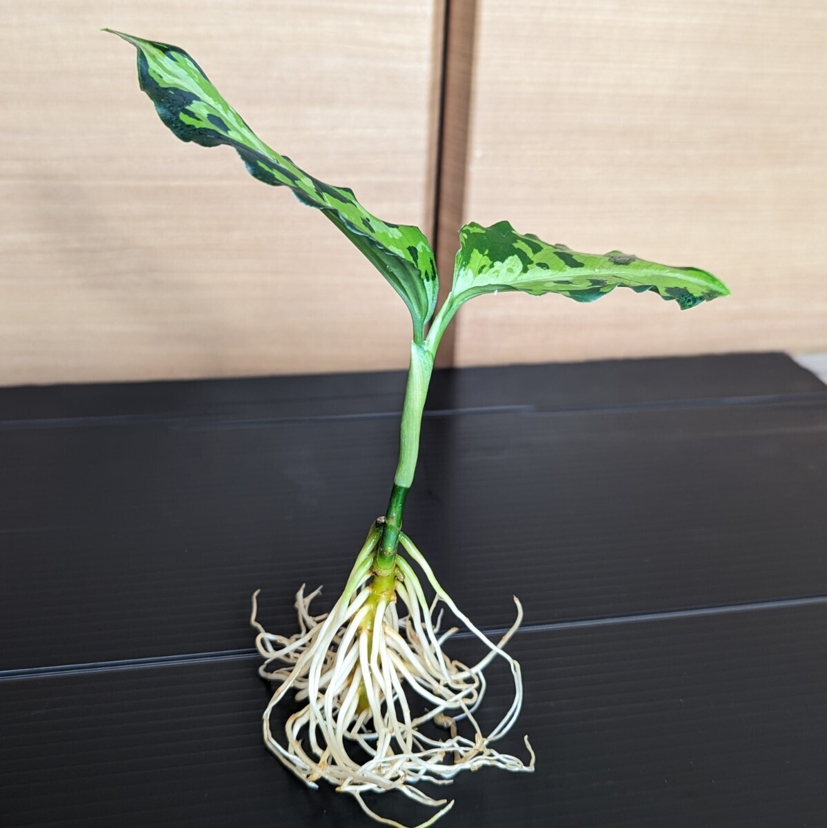 ★yuki★アグラオネマ ピクタム トリカラー  ニルバーシュAglaonema pictum NIRVASHの画像7