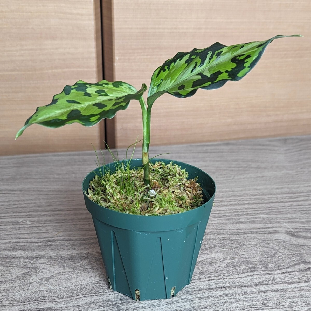 ★yuki★アグラオネマ ピクタム トリカラー  ニルバーシュAglaonema pictum NIRVASHの画像5