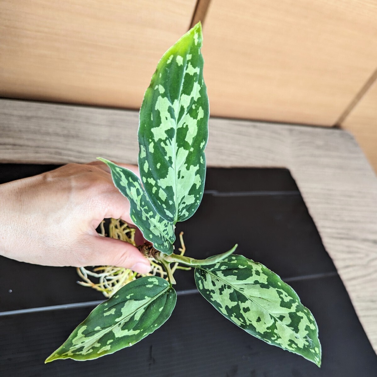 ★yuki★アグラオネマ ピクタム  シボルガ産Aglaonema pictum  multi-color Sibolga の画像6