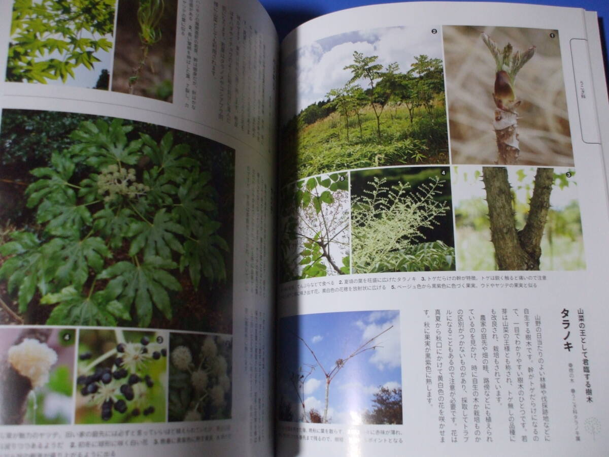 ★日本の樹木500超！★_画像2