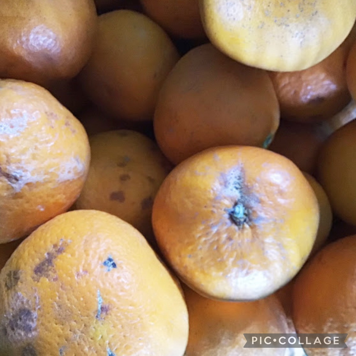 ②訳あり きよみ 清美オレンジ 約7kg 愛媛県産 商品説明お読みください みかんの画像2