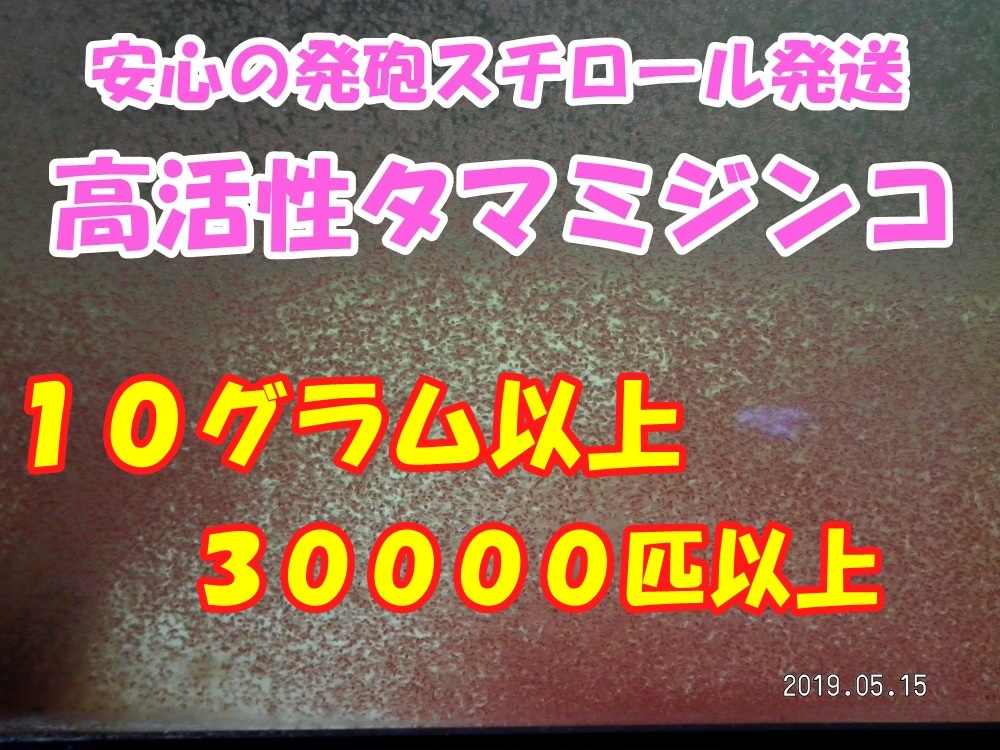 ◆激安◆【高活性タマミジンコ】◆１０グラム以上◆【３００００匹以上】使い切り商品◆ _画像1