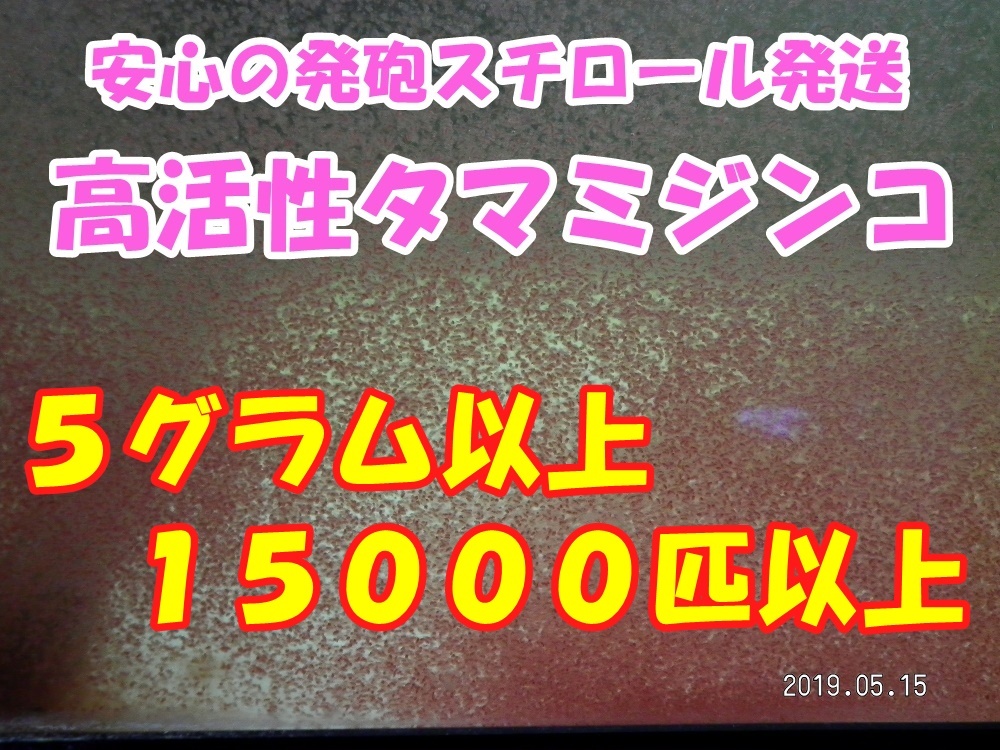 ◆激安◆【高活性タマミジンコ】◆約１５０００匹以上◆５グラム以上◆使い切り商品◆ _画像1