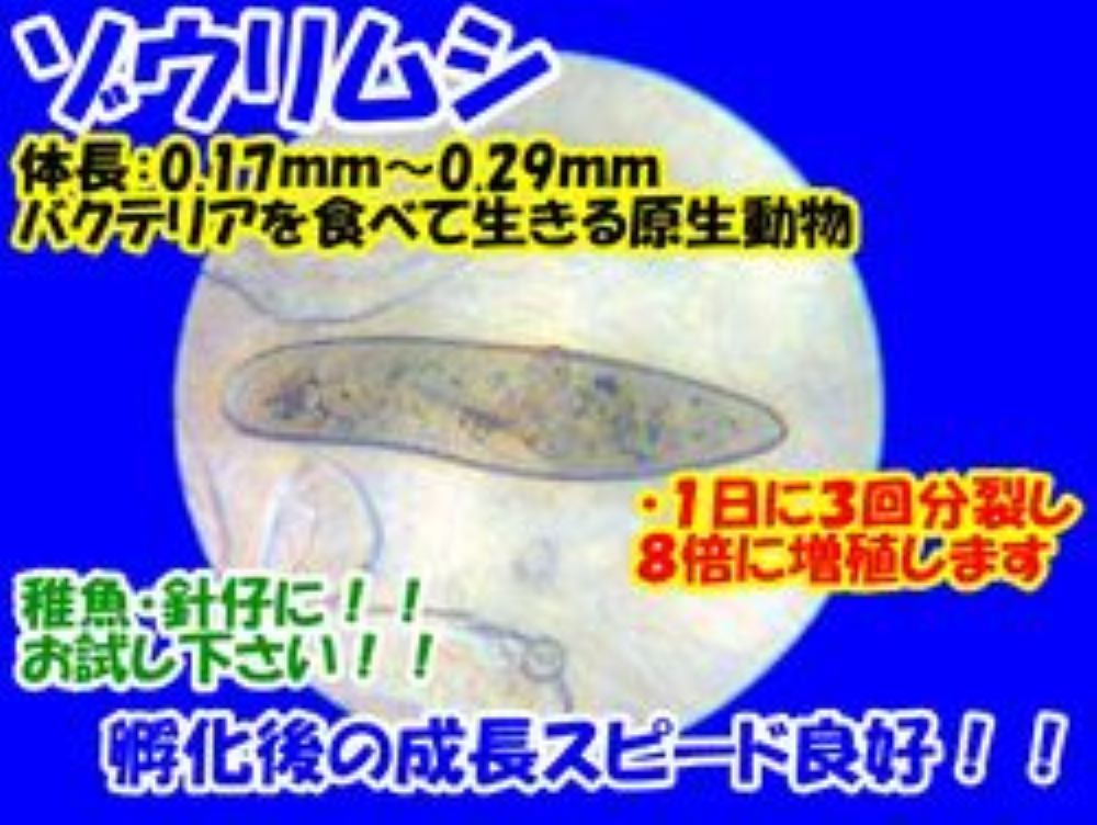 ◆送料無料◆超高濃度ゾウリムシ◆５００ｍＬ×４本◆大容量◆２０００ｍＬ◆簡単培養７点キット◆の画像3