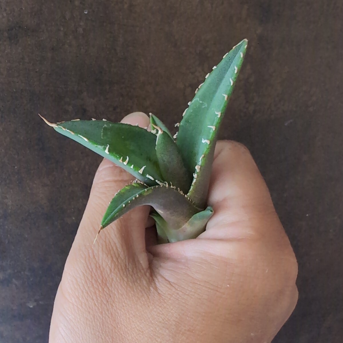 【AGAVE TITANOTA 白嵐】アガベ チタノタ 子株の画像7