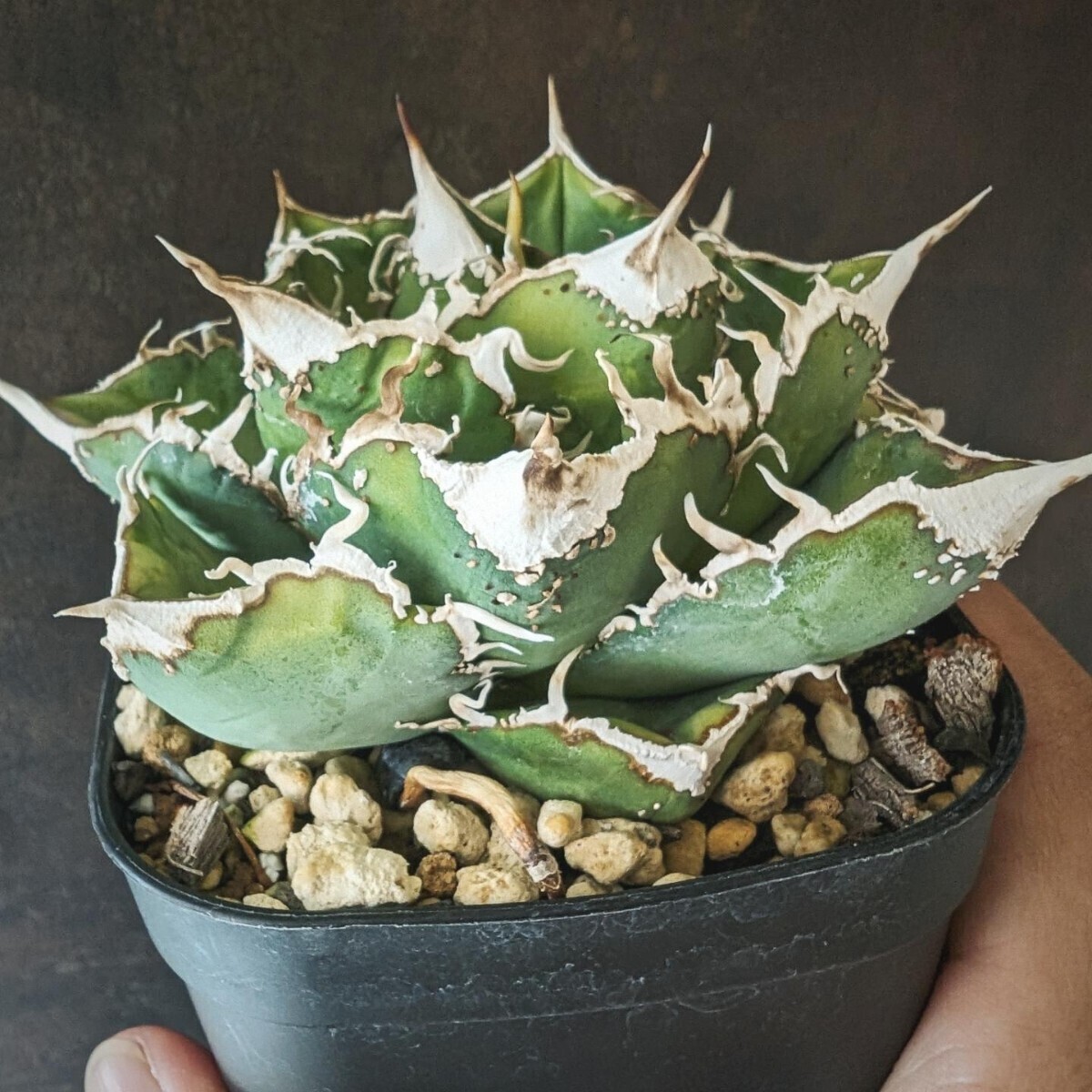 【AGAVE TITANOTA 繁星】２ ブツブツ系 本物 返金保証付 surf.is.high アガベ チタノタ 子株 龍球会 ラストの画像4