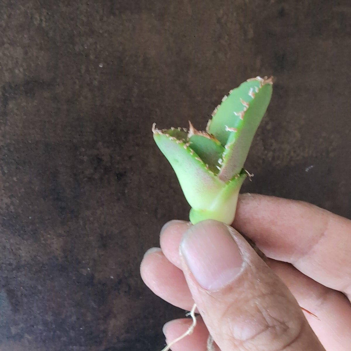 【AGAVE TITANOTA 河野OTEROI】アガベ チタノタ 子株の画像3