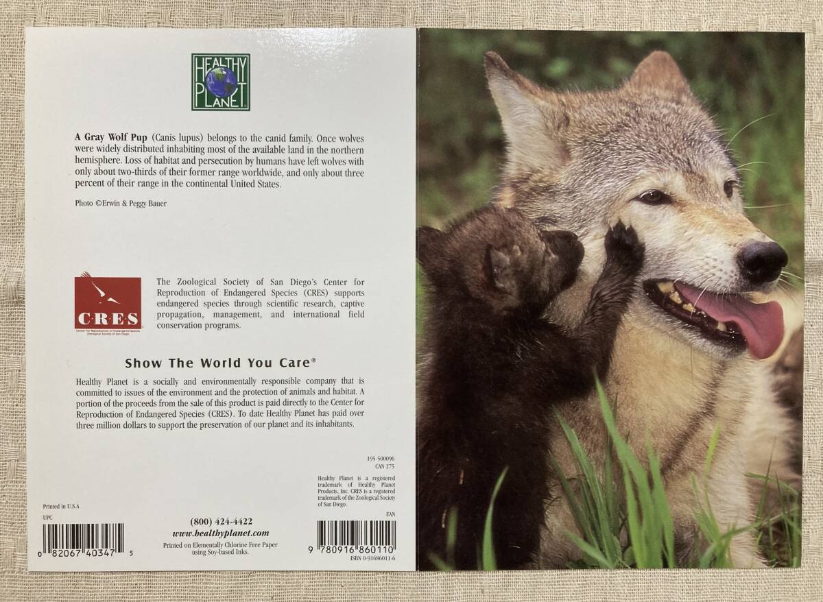 グリーティングカード オオカミの親子■2枚（2種各1枚）海外製■野生動物 狼 イヌ科 グレイウルフ ハイイロオオカミ 灰色狼_画像5