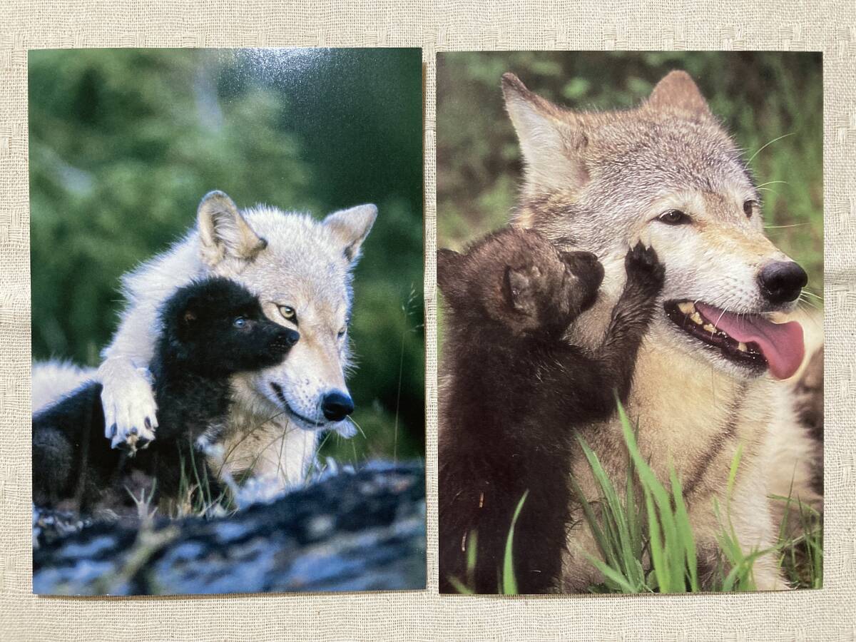 グリーティングカード オオカミの親子■2枚（2種各1枚）海外製■野生動物 狼 イヌ科 グレイウルフ ハイイロオオカミ 灰色狼_画像4