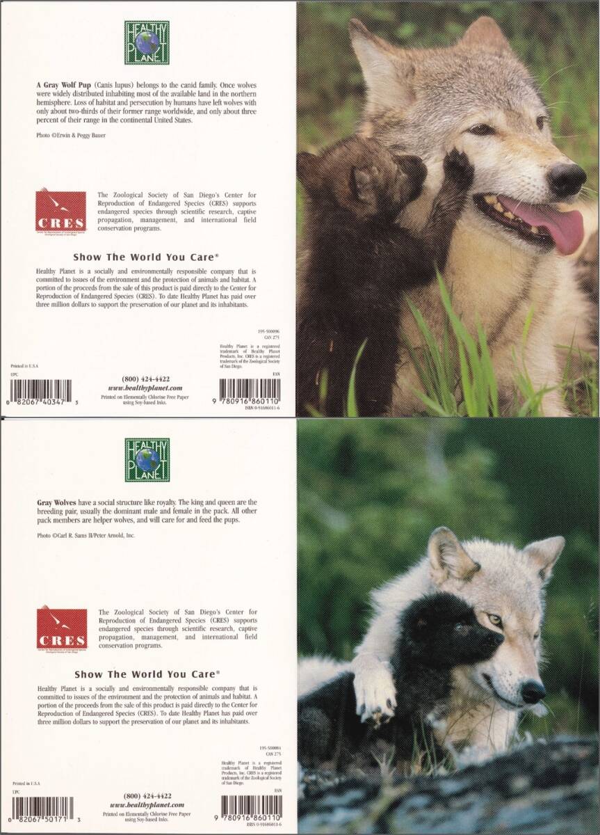 グリーティングカード オオカミの親子■2枚（2種各1枚）海外製■野生動物 狼 イヌ科 グレイウルフ ハイイロオオカミ 灰色狼の画像1