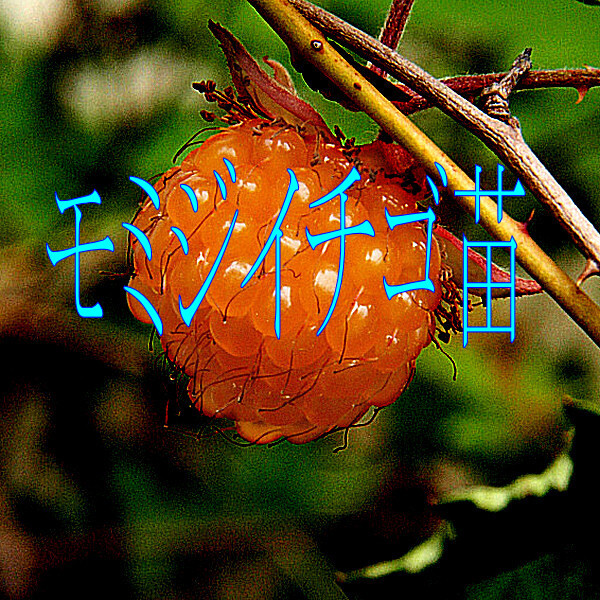 モミジイチゴ苗(トゲ有り)/送料：クリックポスト185円_実のイメージ