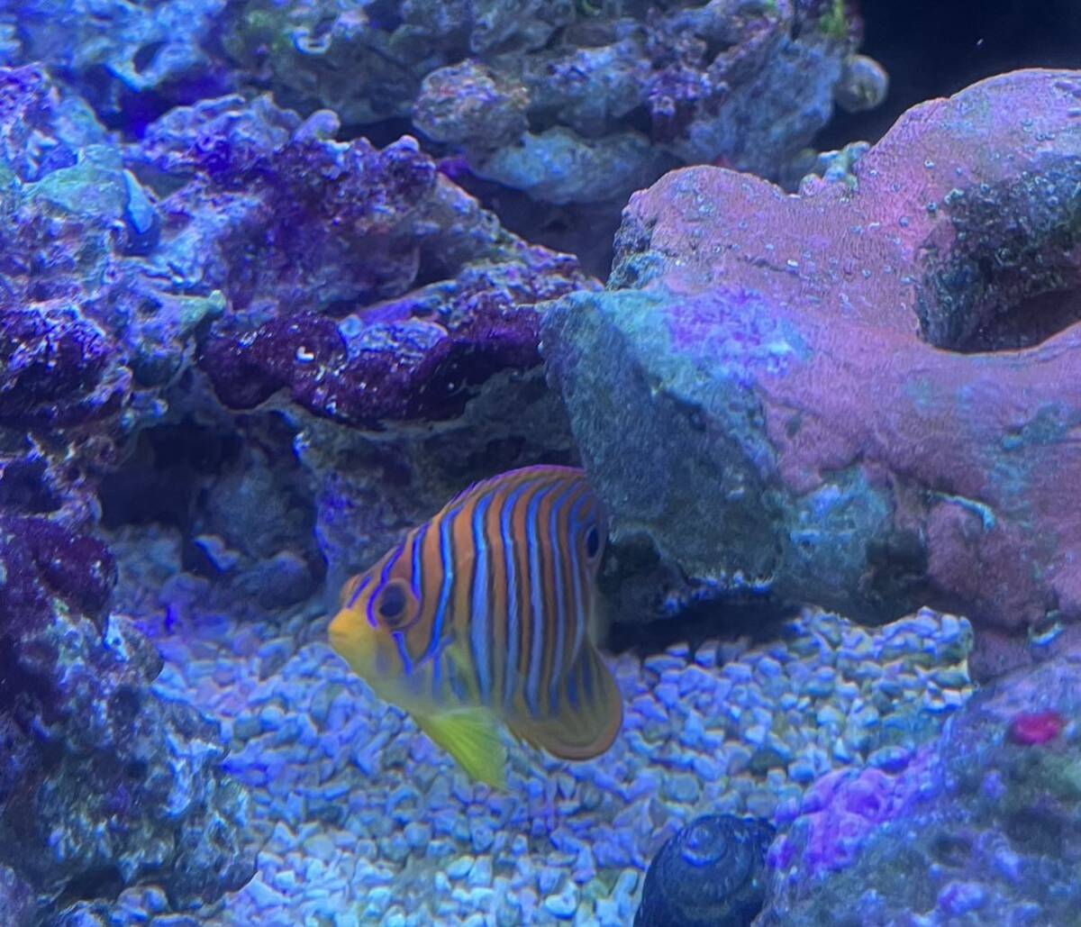 [長期飼育固体] 海水魚 ニシキヤッコの画像2