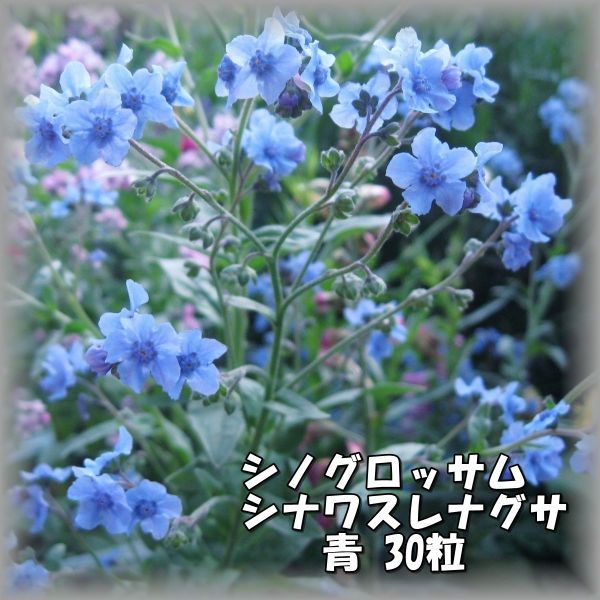 シノグロッサム/シナワスレナグサ 青 30粒 花の種 2023年採種 202362の画像1