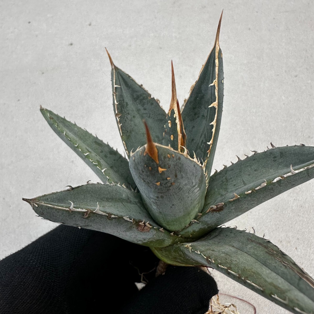 B11 アガベ チタノタ 帝君 agave emperor 極上強棘 優良血統極上株 の画像9