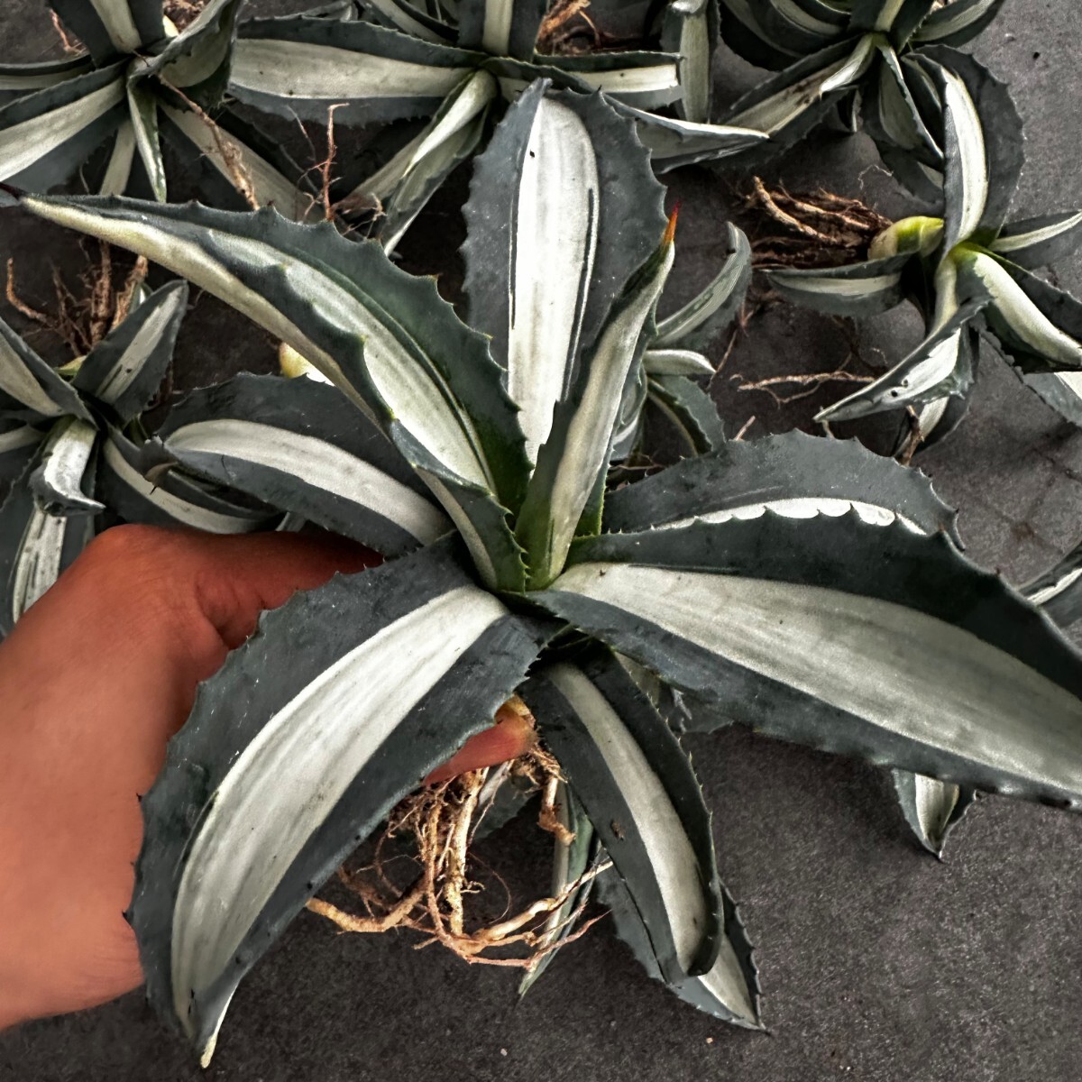  agave America -na.. white middle . finest quality large stock 12 stock including in a package 