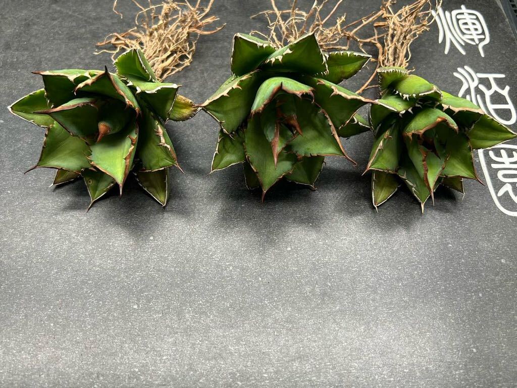 多肉植物　【特選】　3株セット　アガベ　agave titanota チタノタ『宝珠』　4_画像2