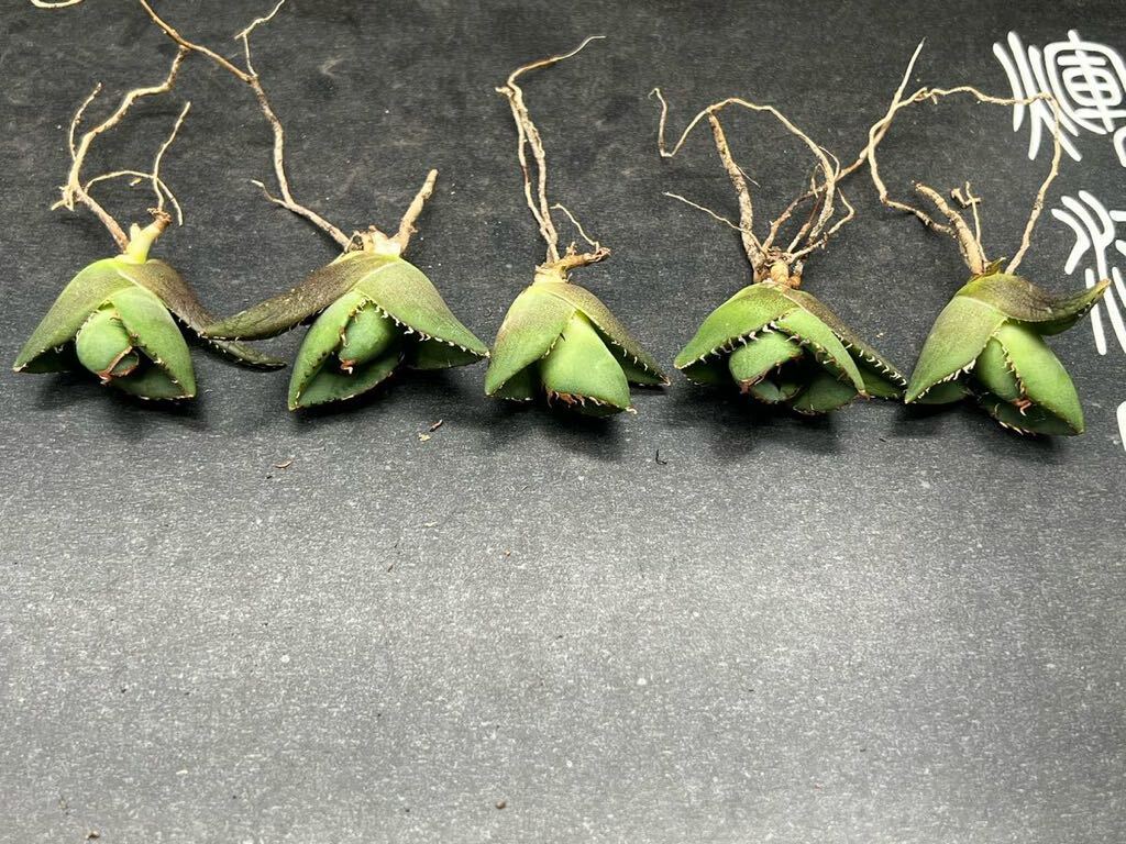 【輝泊園】【期間限定-5株セット】多肉植物 アガベ チタノタ ジャガーノート 2の画像1