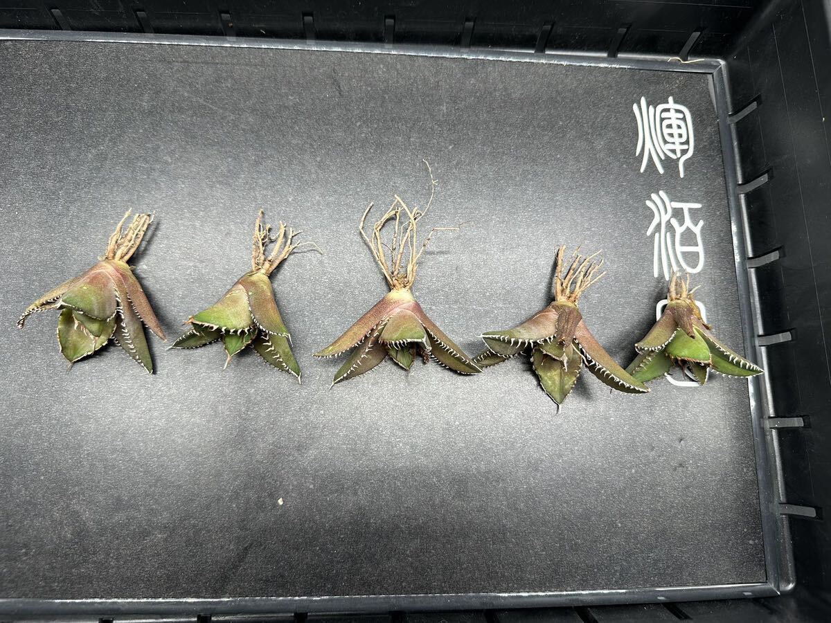 【輝泊園】【期間限定-5株セット】多肉植物　アガベ チタノタ　 鯊魚剣　強棘 1_画像2