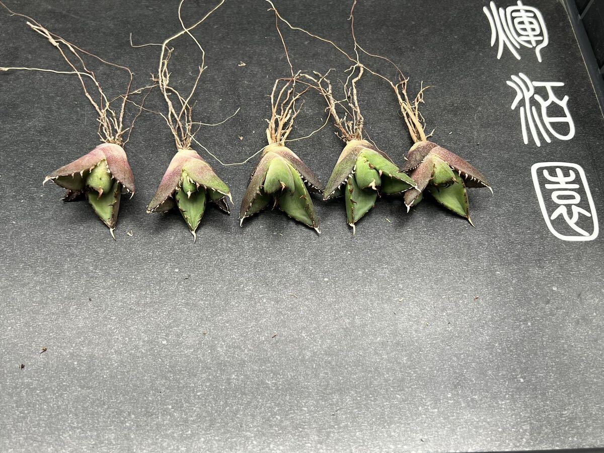 【輝泊園】【5株セット販売】多肉植物 アガベ チタノタ ハデス / Agave titanota Hades 極上刺 セット 3の画像1