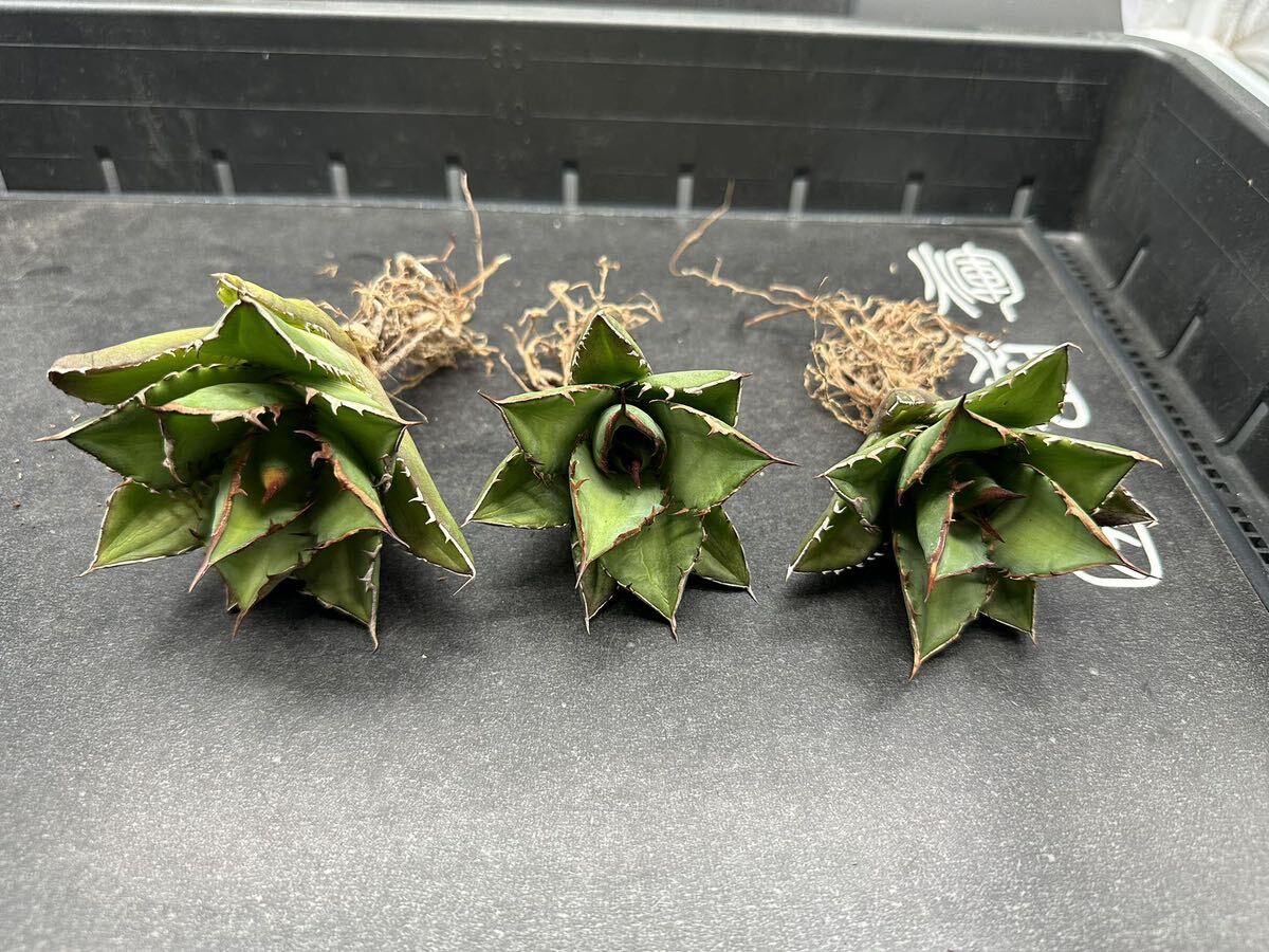 多肉植物 【特選】 3株セット アガベ agave titanota チタノタ『宝珠』 3の画像1