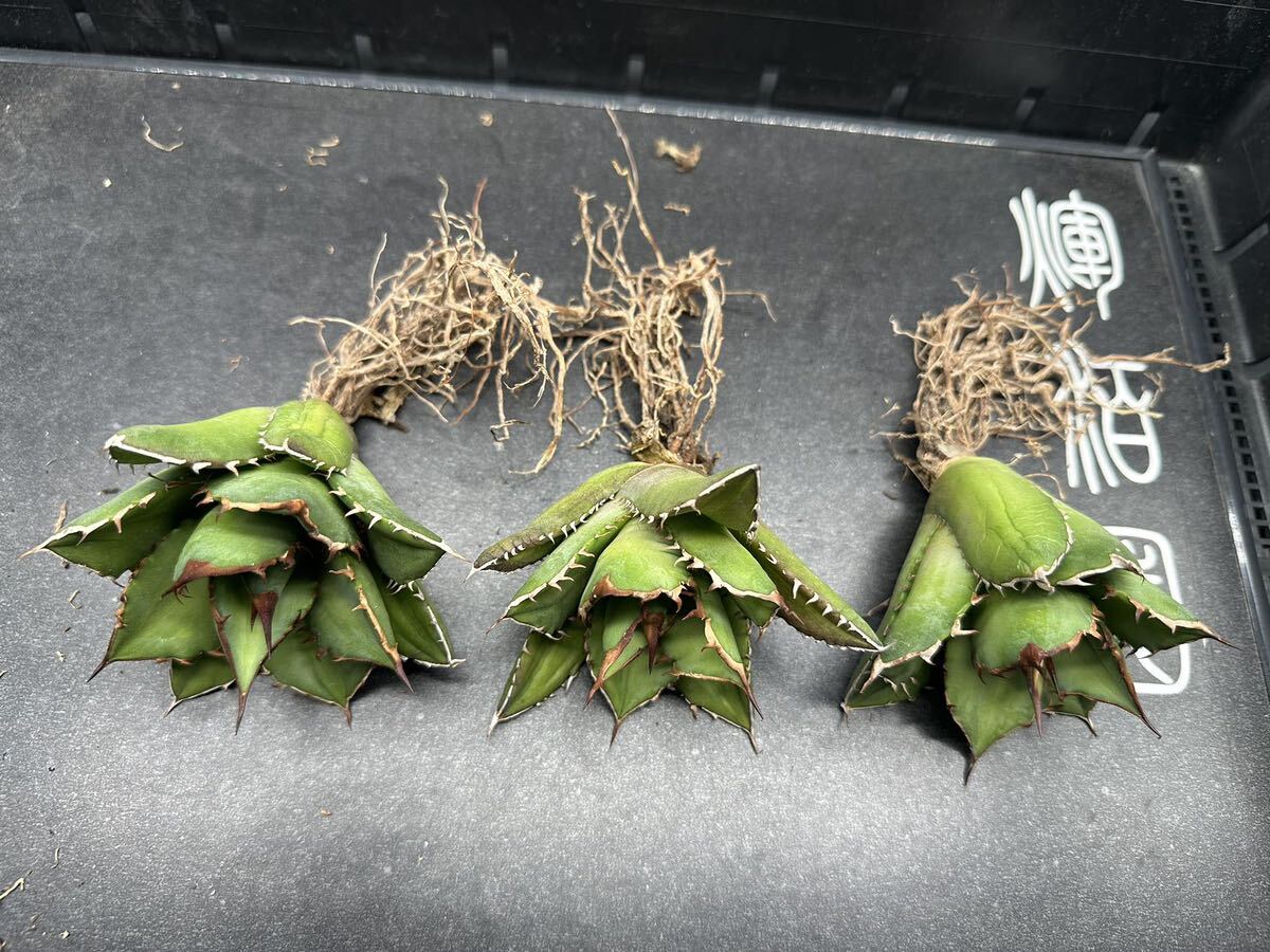 多肉植物 【特選】 3株セット アガベ agave titanota チタノタ『宝珠』 5の画像2