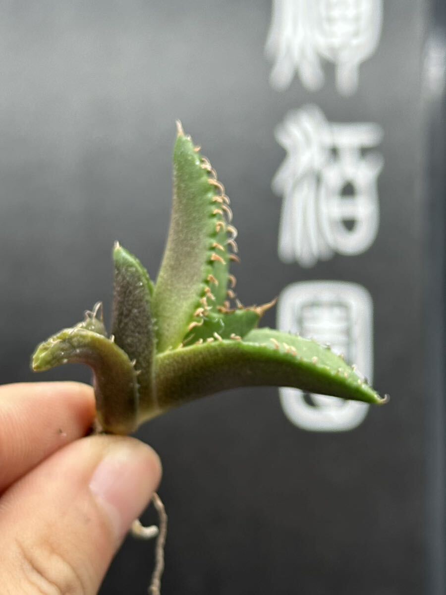 【輝泊園】【期間限定-5株セット】多肉植物 アガベ チタノタ  白火焔 ホワイトファイヤー 特選 極上美株④の画像6