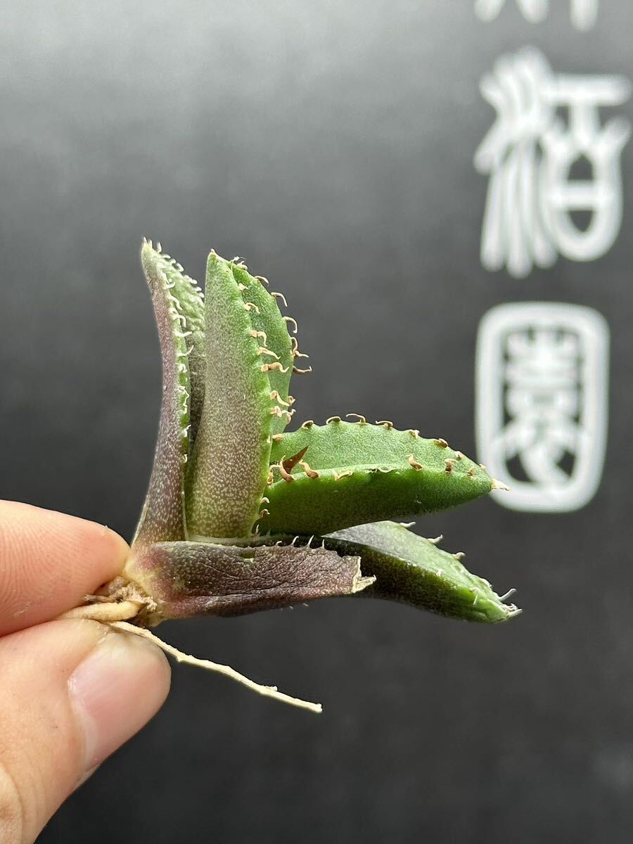 【輝泊園】【期間限定-5株セット】多肉植物 アガベ チタノタ  白火焔 ホワイトファイヤー 特選 極上美株④の画像3