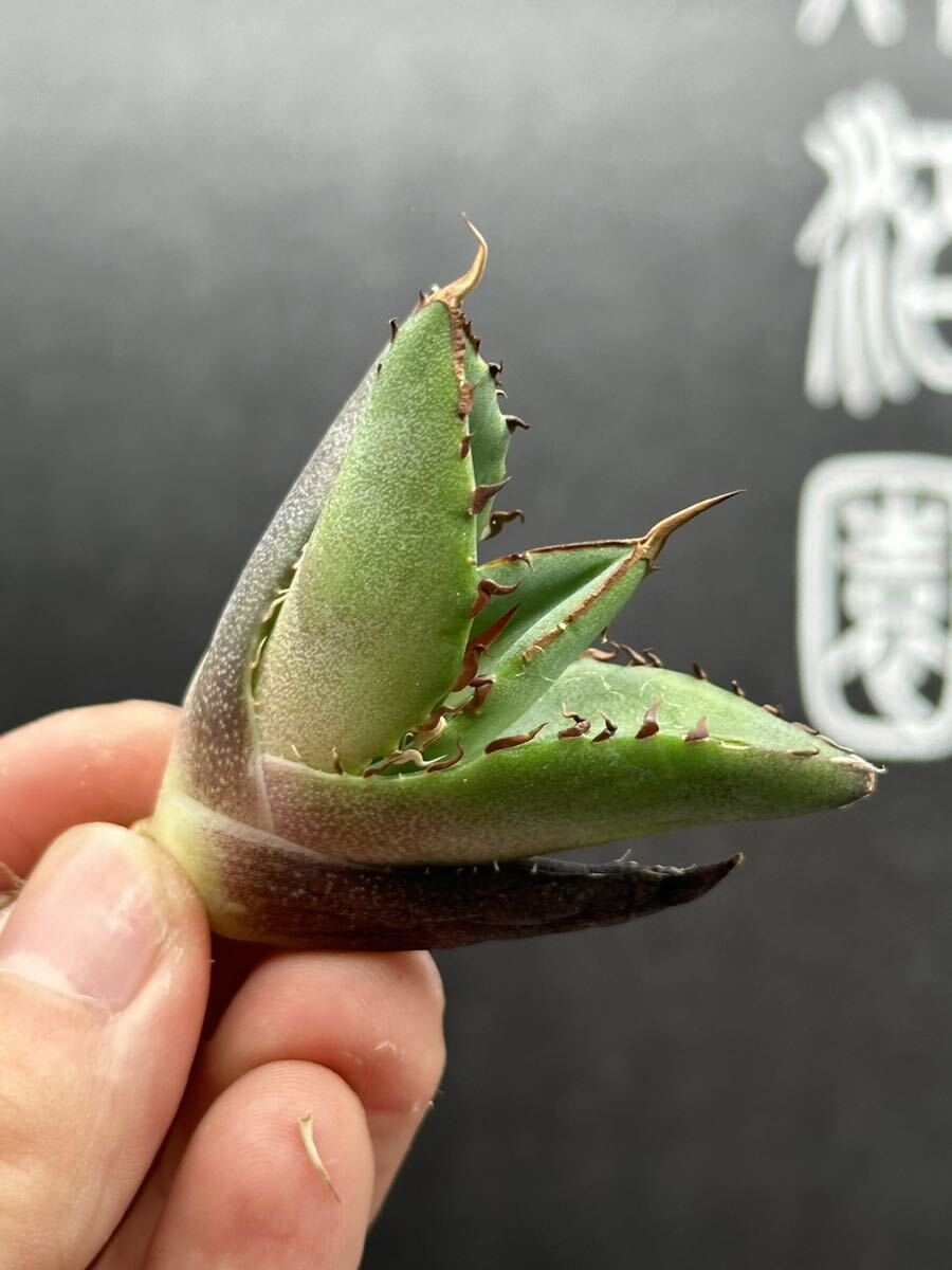 【輝泊園】【5株セット販売】多肉植物 アガベ チタノタ ハデス / Agave titanota Hades 極上刺 セット①の画像4