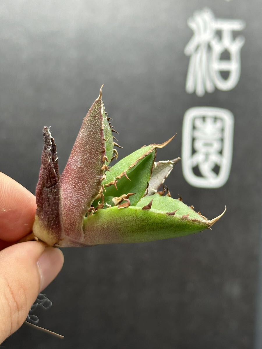 【輝泊園】【5株セット販売】多肉植物 アガベ チタノタ ハデス / Agave titanota Hades 極上刺 セット⑤の画像3